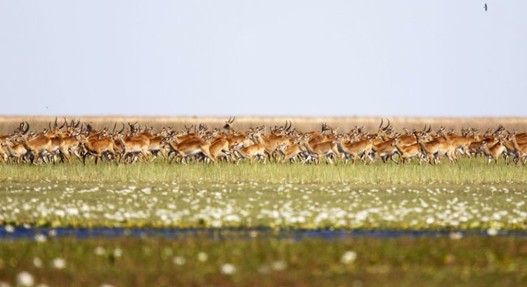 Liuwa Plain National Park | LAT.40