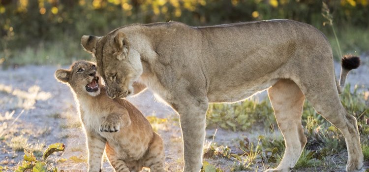 Liuwa Plain National Park | LAT.40