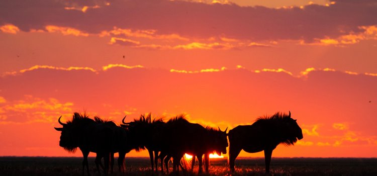 Liuwa Plain National Park | LAT.40