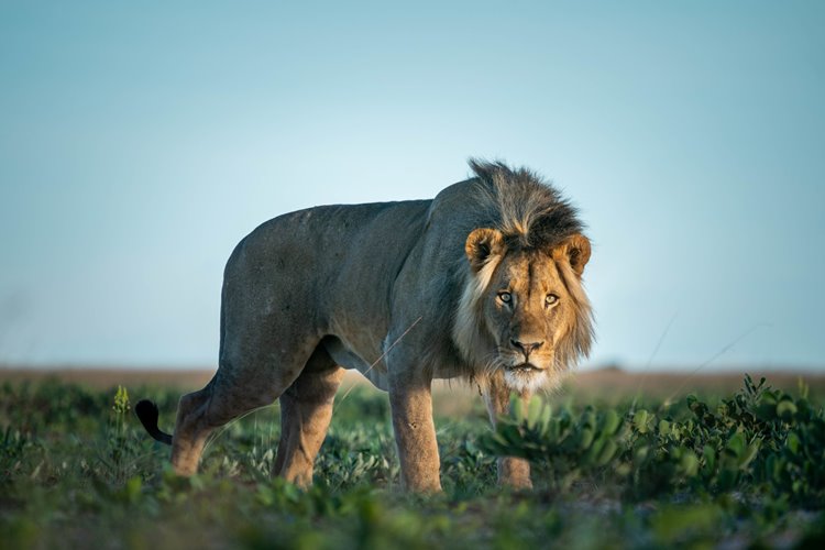 Time + Tide King Lewanika en Liuwa Plain National Park