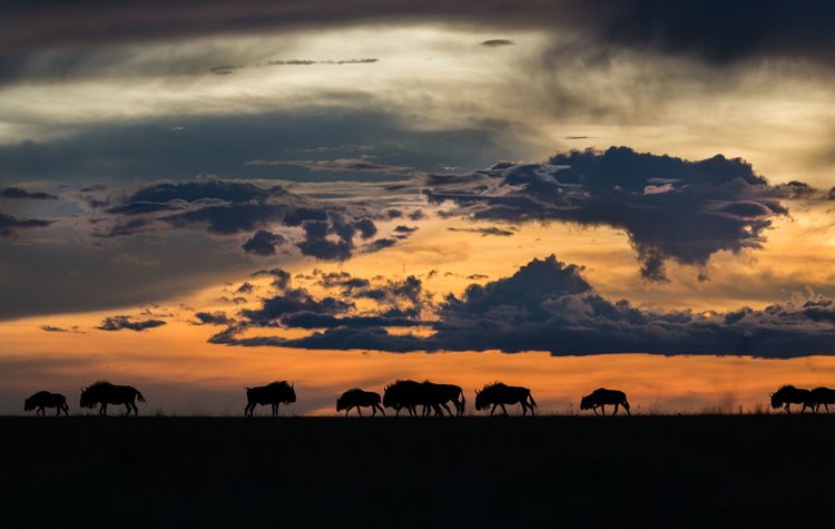 Time + Tide King Lewanika en Liuwa Plain National Park