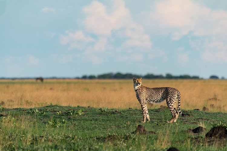 Time + Tide King Lewanika en Liuwa Plain National Park