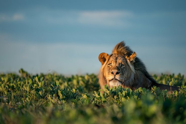 Time + Tide King Lewanika en Liuwa Plain National Park
