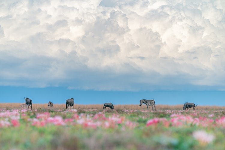 Time + Tide King Lewanika en Liuwa Plain National Park