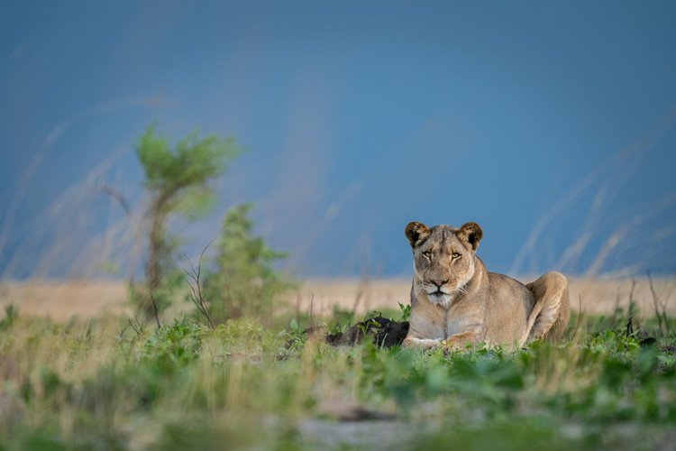 Time + Tide King Lewanika en Liuwa Plain National Park