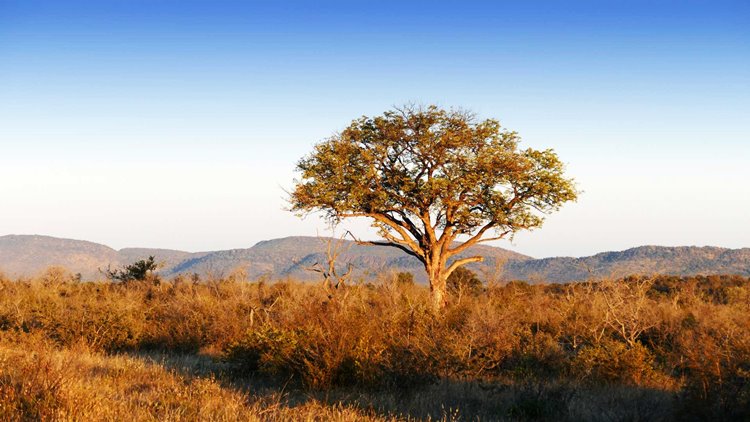 Madikwe Game Reserve | LAT.40