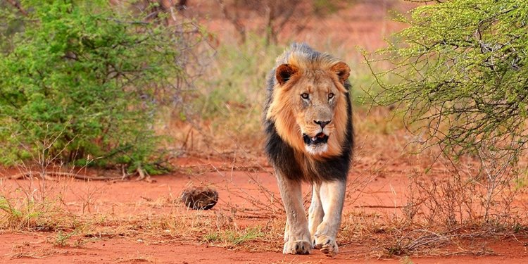 Madikwe Game Reserve | LAT.40