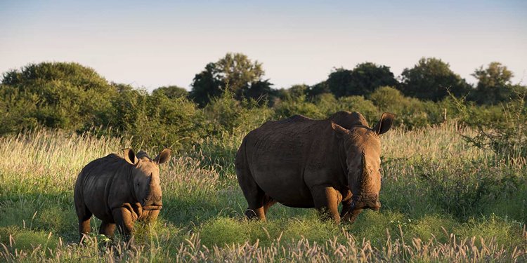 Madikwe Game Reserve | LAT.40