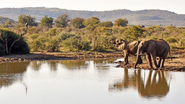 Madikwe Game Reserve | LAT.40