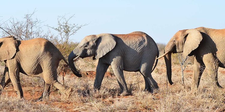 Madikwe Game Reserve | LAT.40