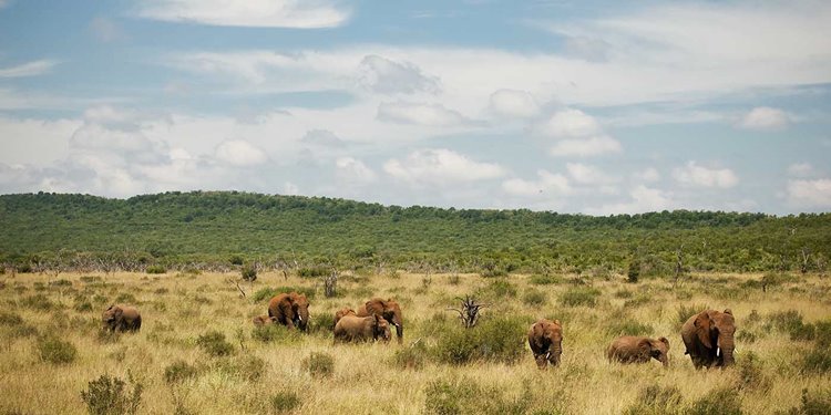 Madikwe Game Reserve | LAT.40