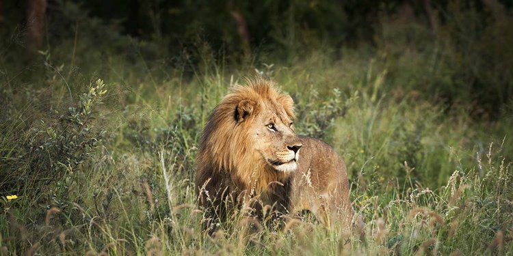 Madikwe Game Reserve | LAT.40