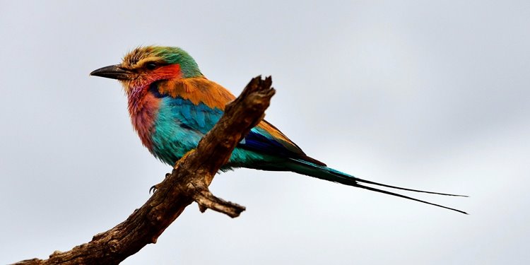 Madikwe Game Reserve | LAT.40