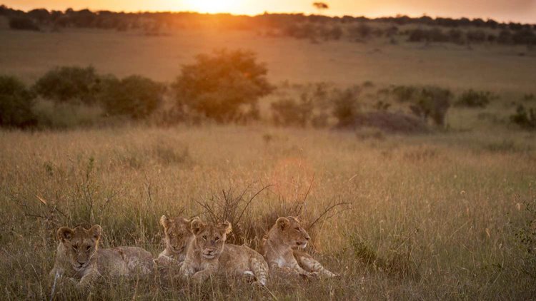 Masai Mara