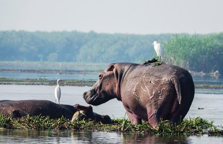 Murchison Falls National Park | LAT.40