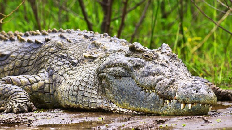 Murchison Falls National Park | LAT.40