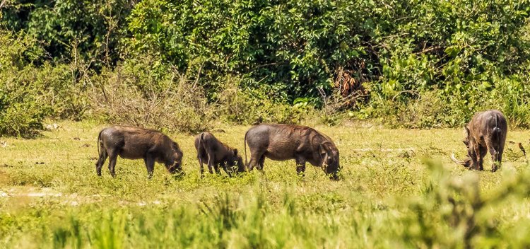 Murchison Falls National Park | LAT.40