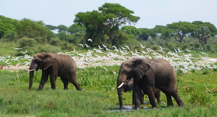 Murchison Falls National Park | LAT.40
