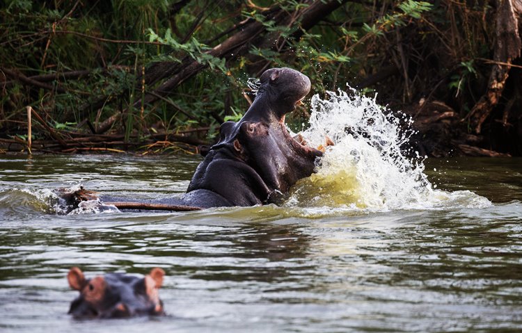 Murchison Falls National Park | LAT.40