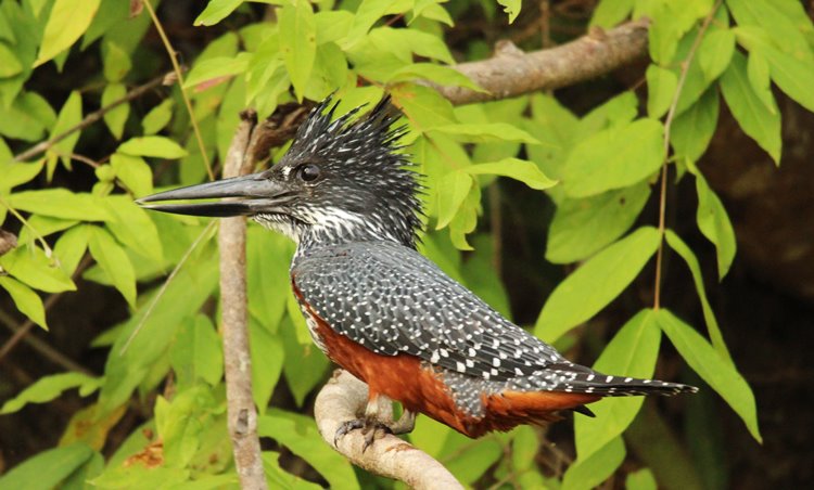 Murchison Falls National Park | LAT.40