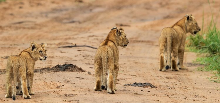 Murchison Falls National Park | LAT.40