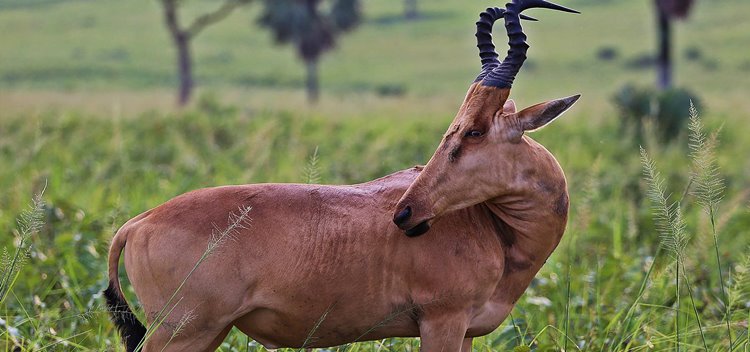 Murchison Falls National Park | LAT.40