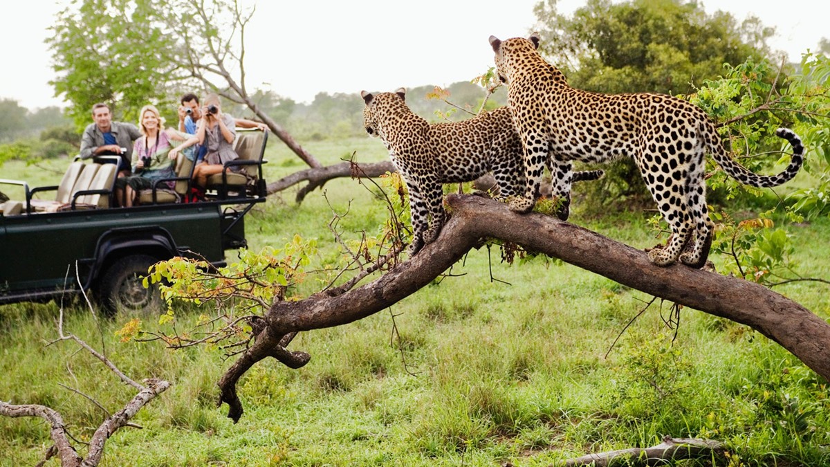 Ngala Private Game Reserve | LAT.40