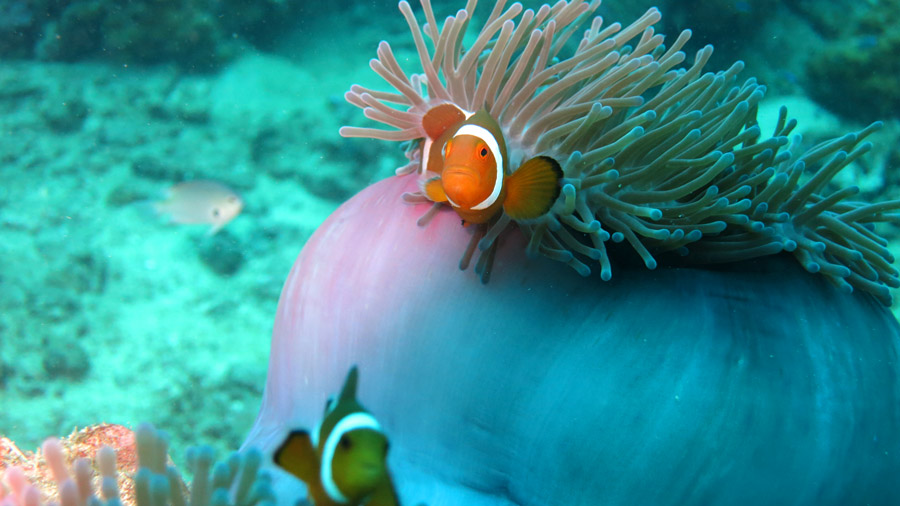 Perhentian Islands | LAT.40