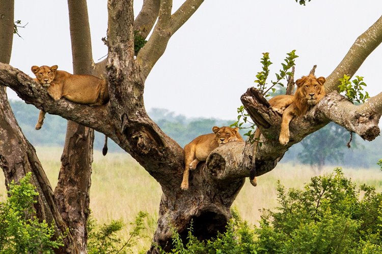 Queen Elizabeth National Park