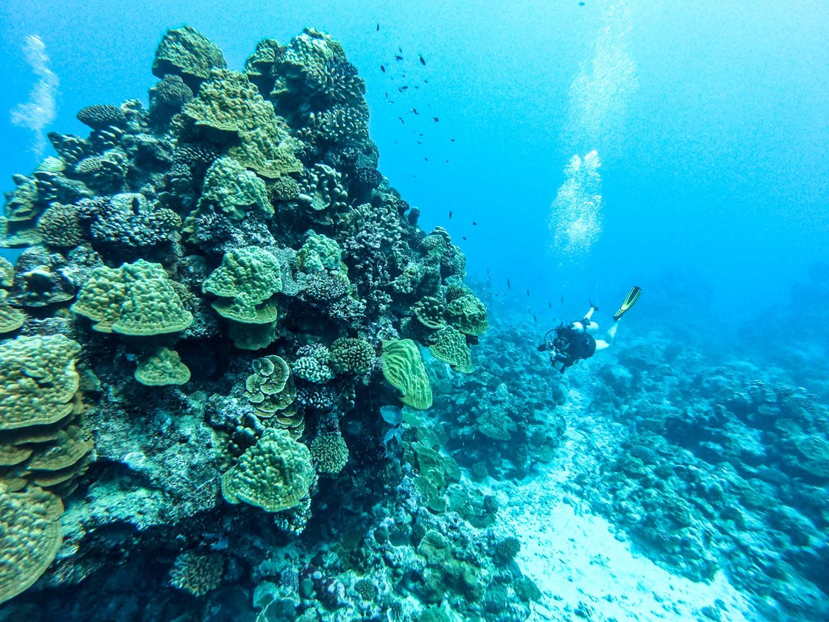 Rarotonga | LAT.40