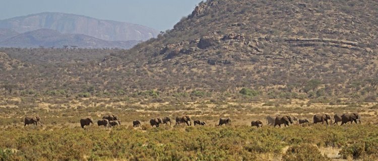 Samburu | LAT.40