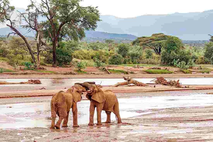 Samburu | LAT.40