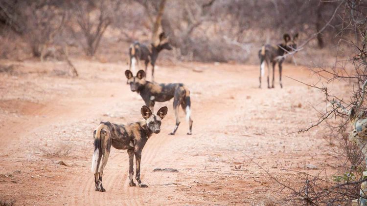 Samburu | LAT.40