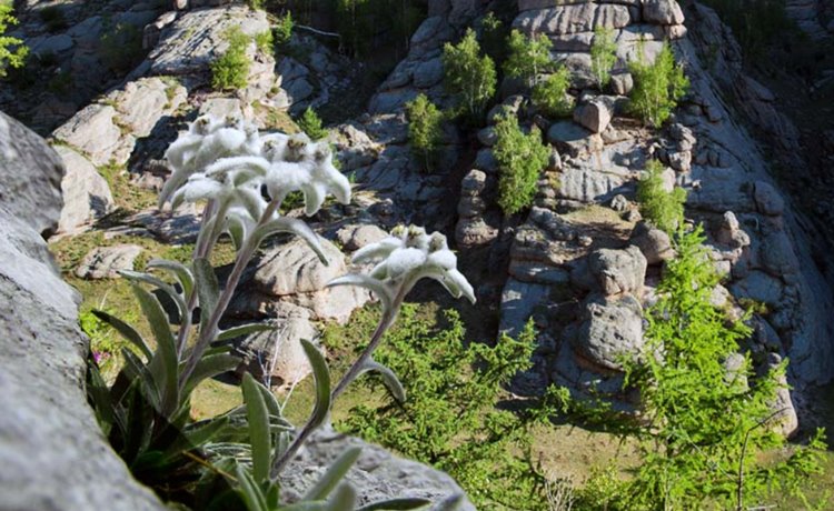 Terelj National Park | LAT.40