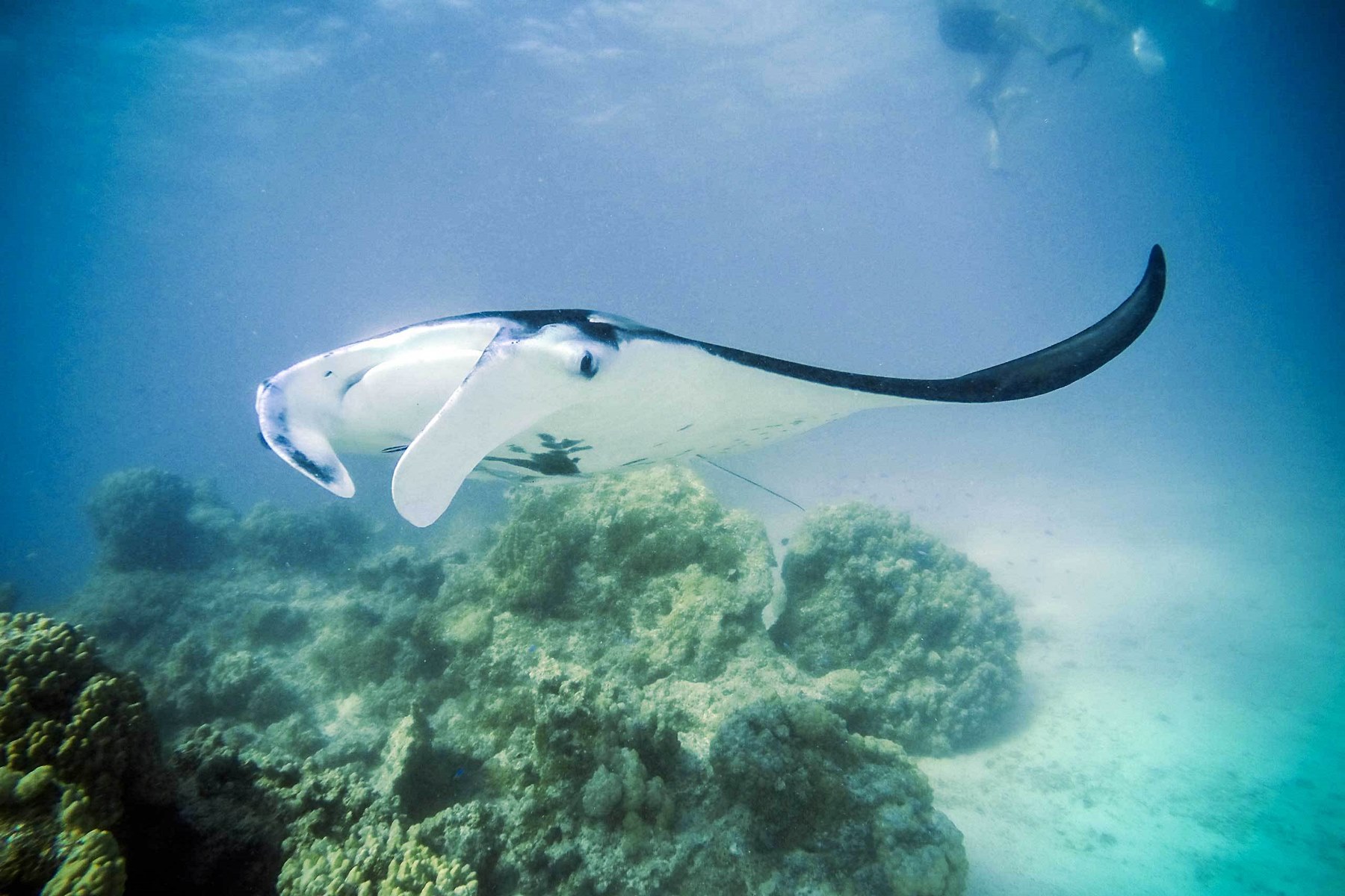 Motu Ninamu en Tikehau