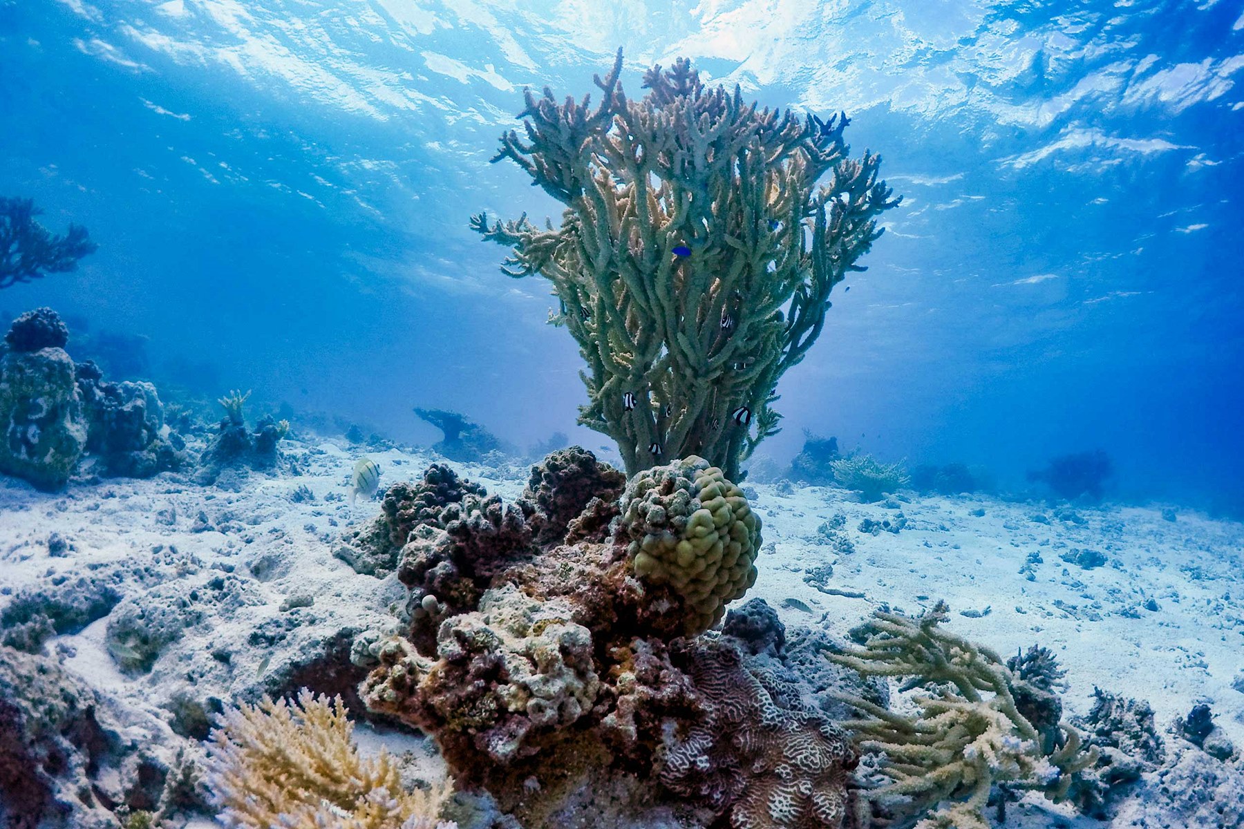 Motu Ninamu en Tikehau