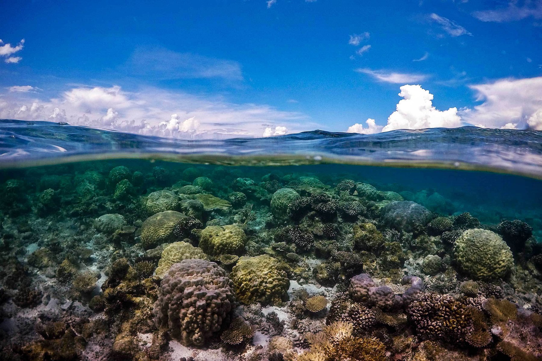 Motu Ninamu en Tikehau