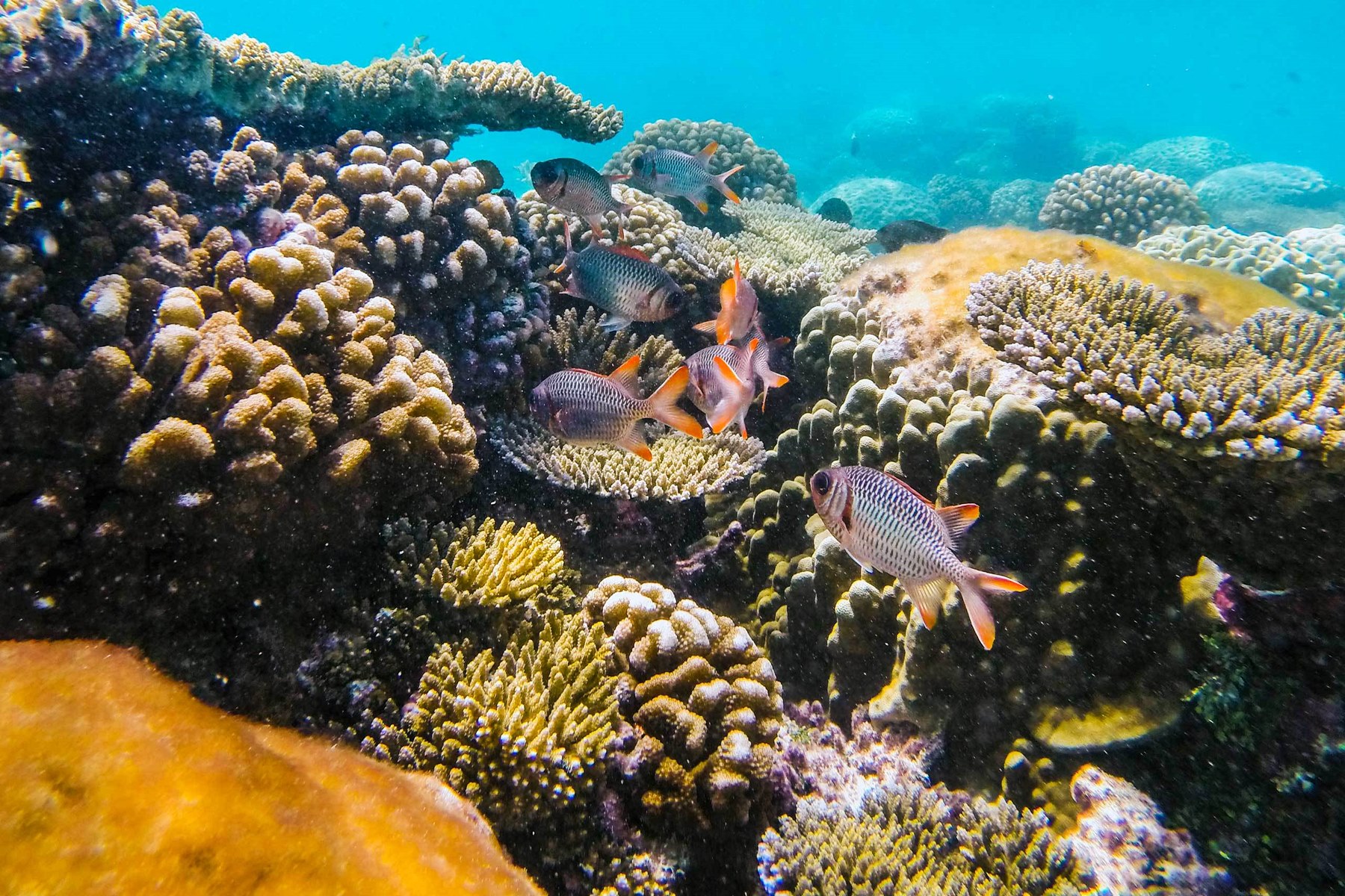 Motu Ninamu en Tikehau