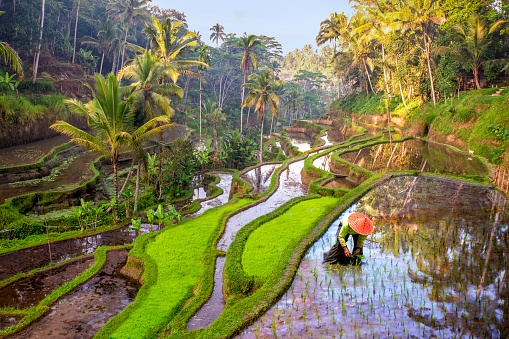 Extensión Ubud 4N Samsara Pool Villa diseñado por LAT.40
