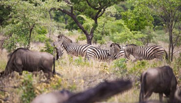 Zulu Camp at Shambala en The Waterberg