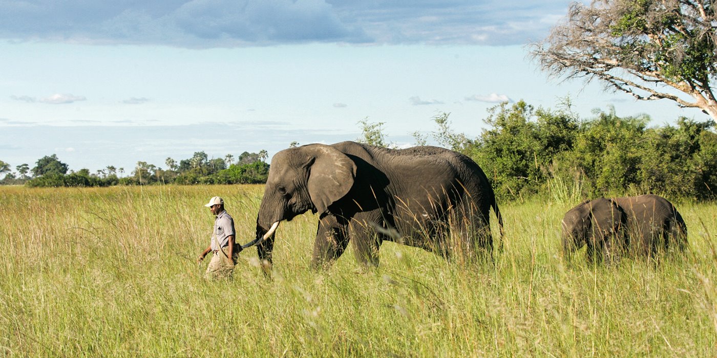 Abu Camp en Delta Okavango