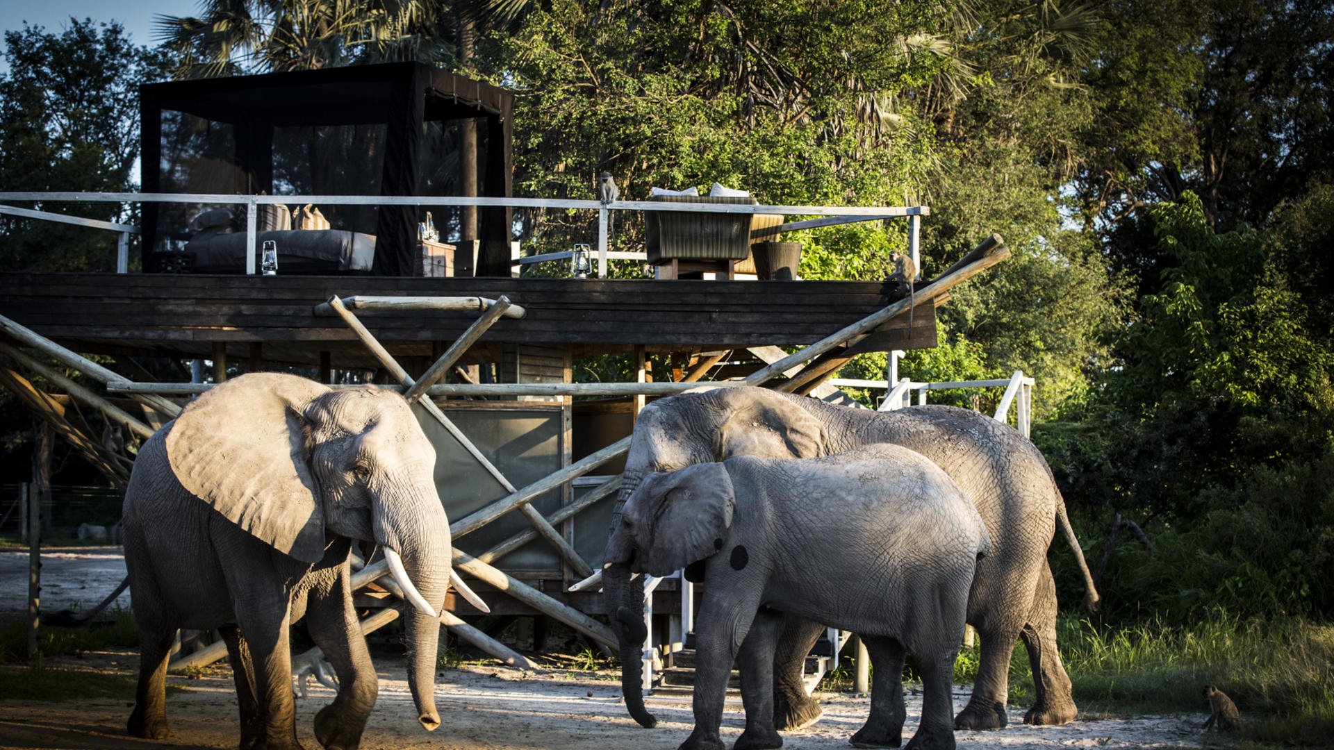 Abu Camp en Delta Okavango