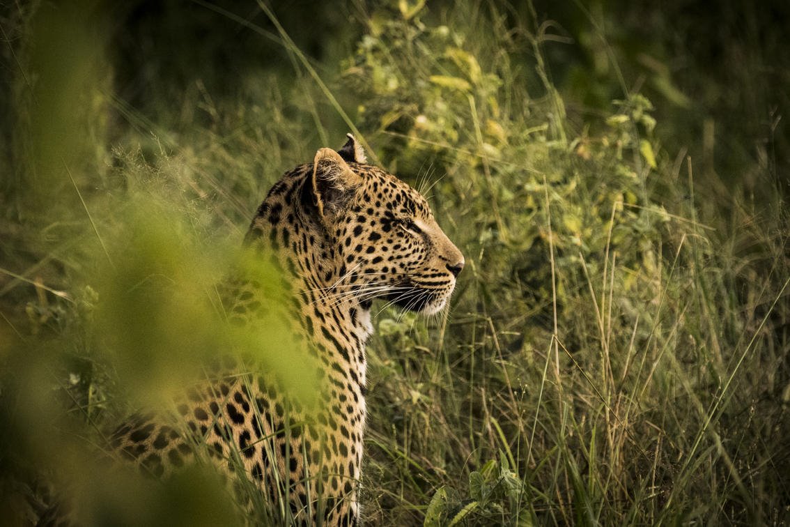 Abu Camp en Delta Okavango