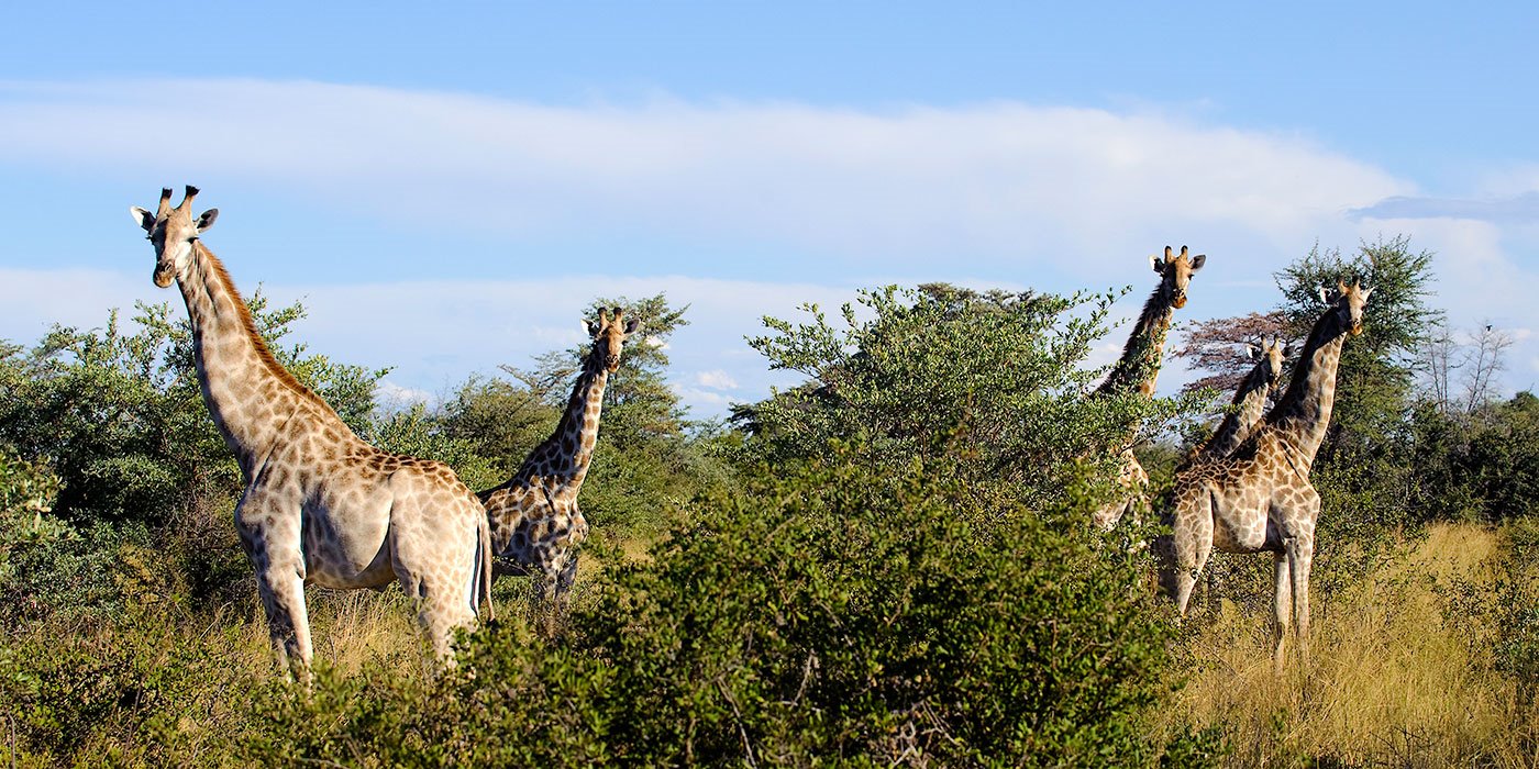 Abu Camp en Delta Okavango