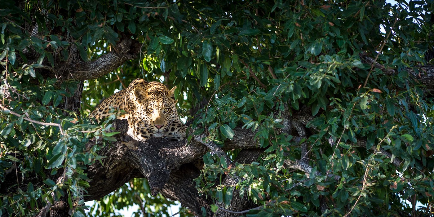 Abu Camp en Delta Okavango