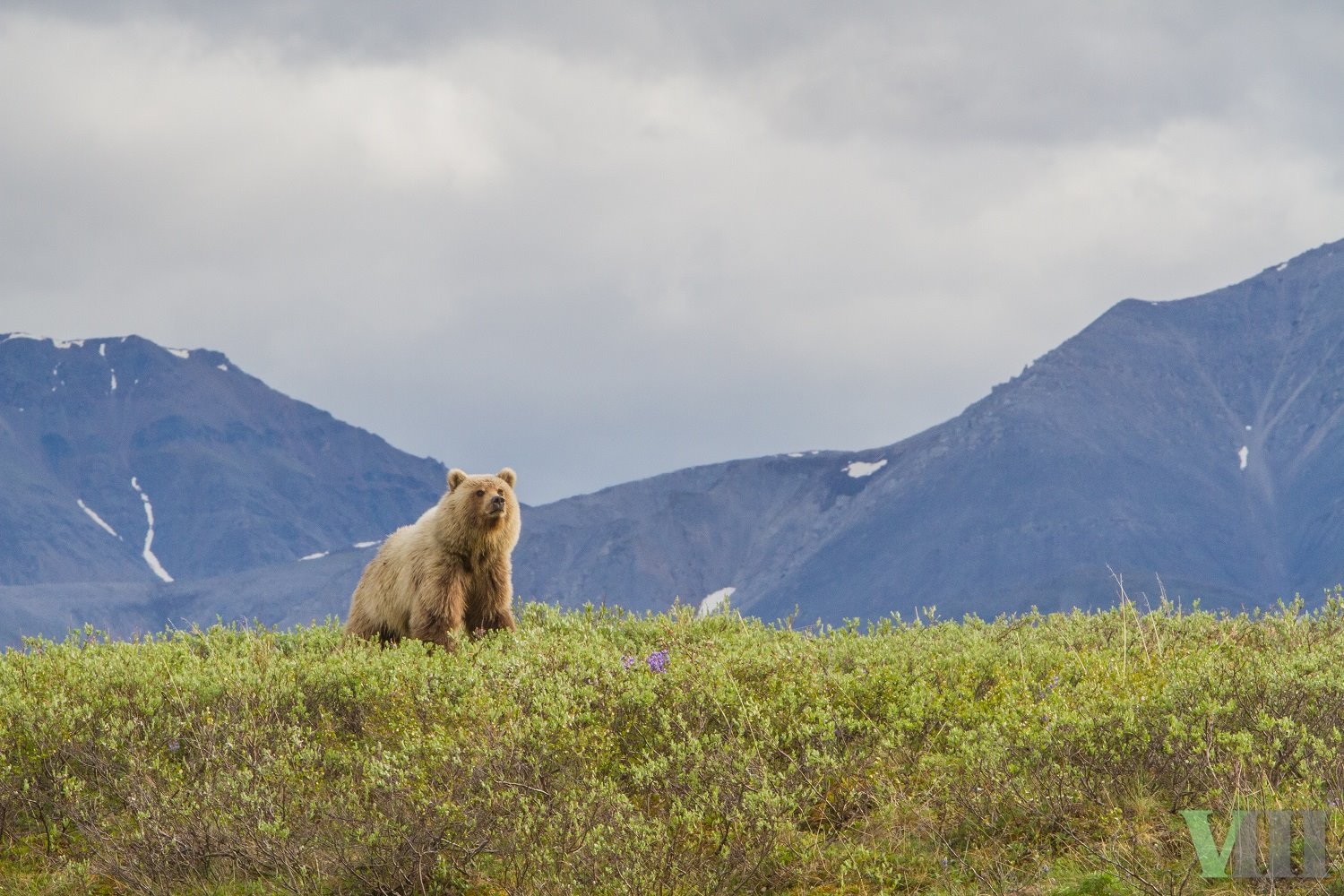 Alaska | LAT.40