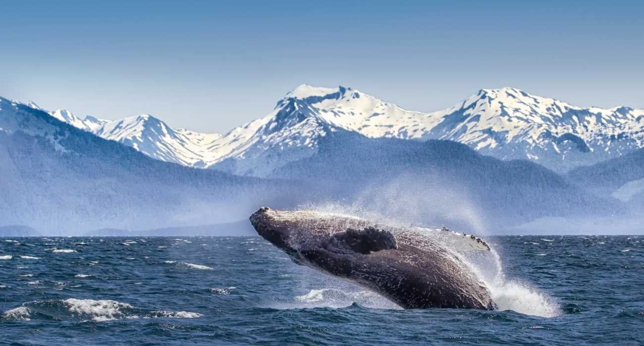 Alaska | LAT.40