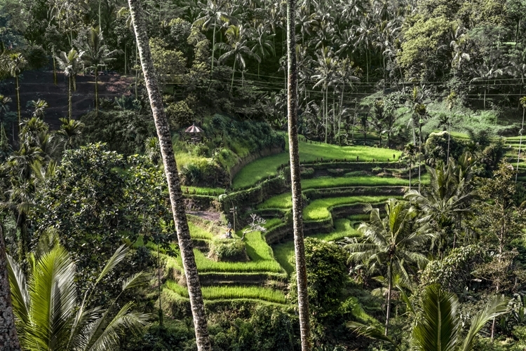Amandari en Ubud