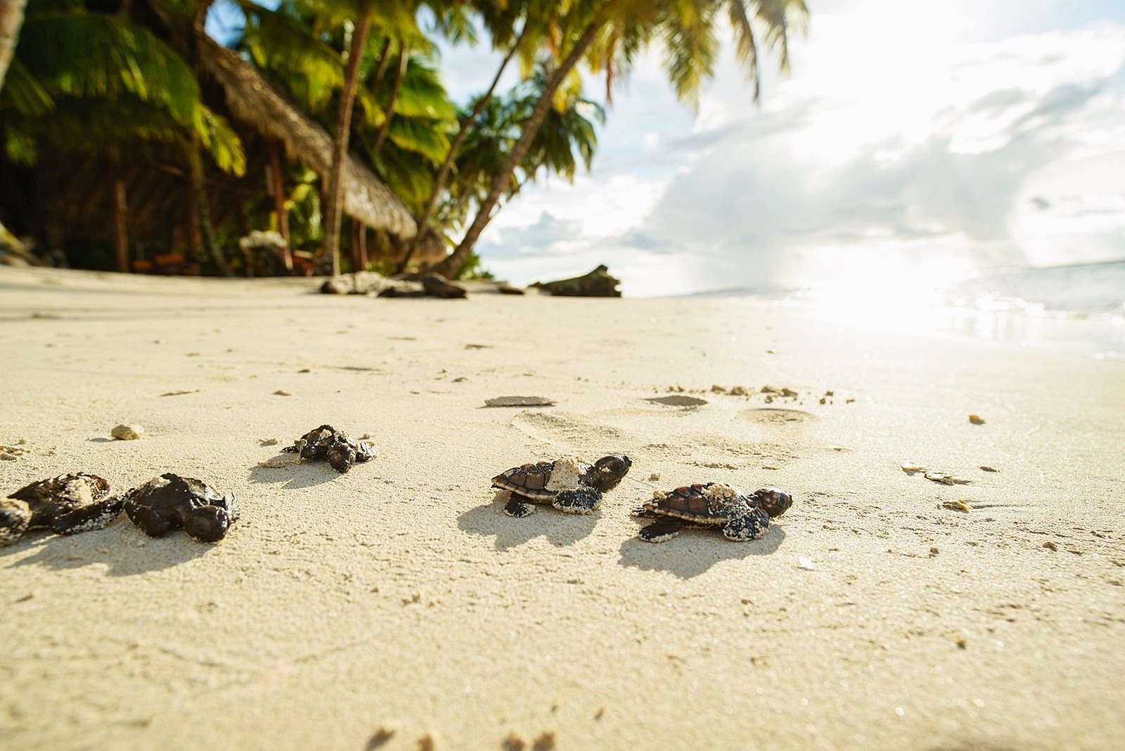 Calala Island | LAT.40