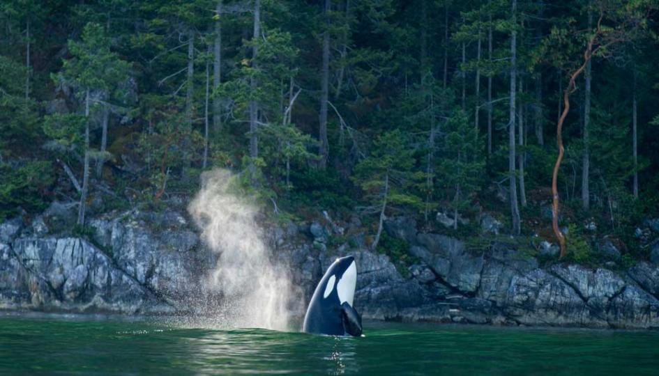 Nimmo Bay Resort en Canada